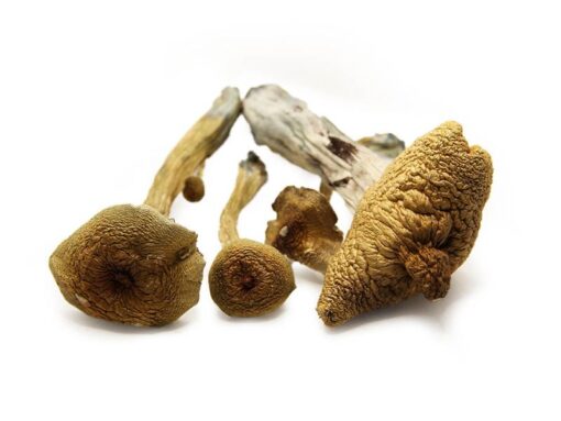 alacabenzi strain mushroom